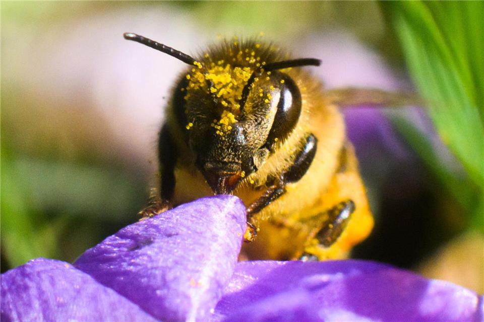 Frühe Tankstelle: Krokusse versorgen Bienen schon am Frühlingsanfang mit Pollen und Nektar.picture alliance/dpa