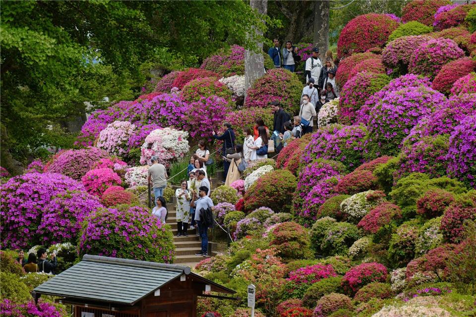 Frühling in Japan: Menschen flanieren in Tokio zwischen blühenden Azaleen.Eugene Hoshiko/AP/dpa