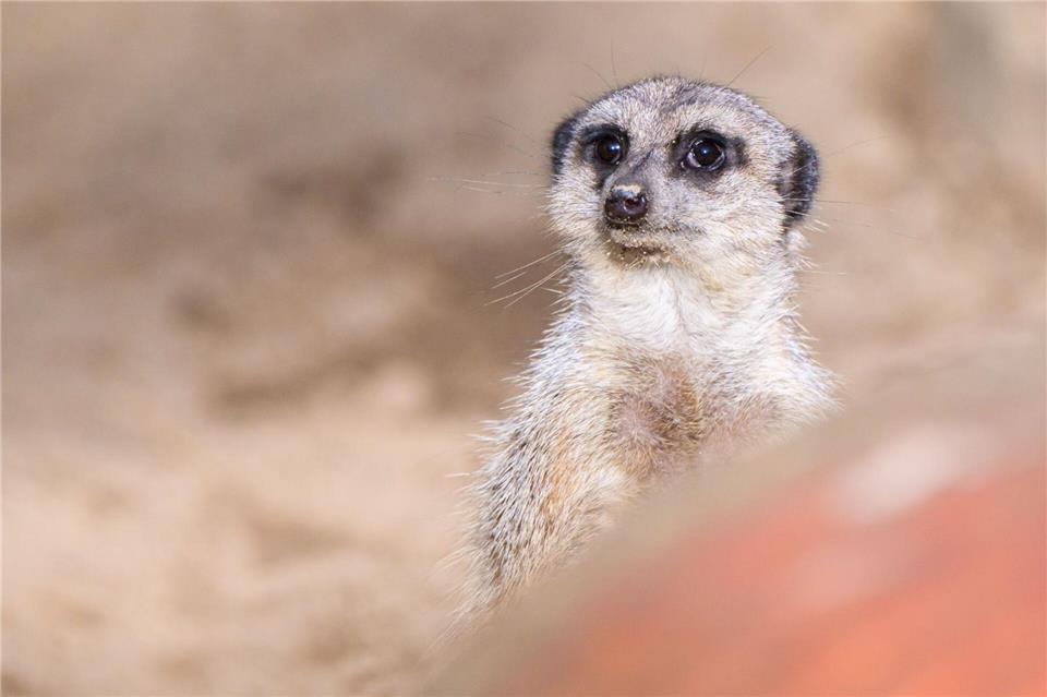 Frühling in SichtJulian Stratenschulte/dpa