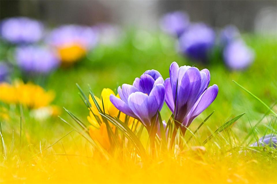 Frühlingsbote: Krokusse bringen schon früh im Jahr die ersten Farbtupfer in den Garten.picture alliance/dpa