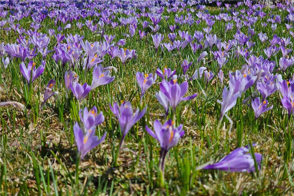 Frühlingsboten im Erzgebirge. Mike M�ller/dpa
