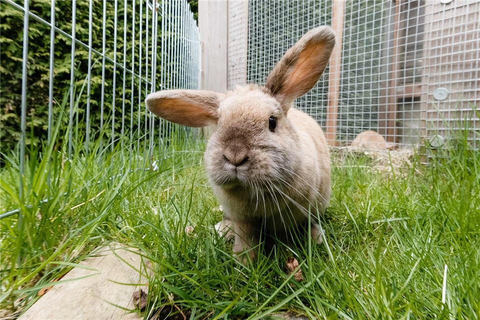 Frühlingsfreude im Freigehege: Kaninchen dürfen wieder raus, sobald es frostfrei ist.picture alliance/dpa/dpa-tmn
