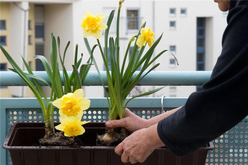 Frühlingsklassiker in leuchtendem Gelb: Narzissen bringen gute Laune auf den Balkon.Klaus-Dietmar Gabbert/dpa-tmn
