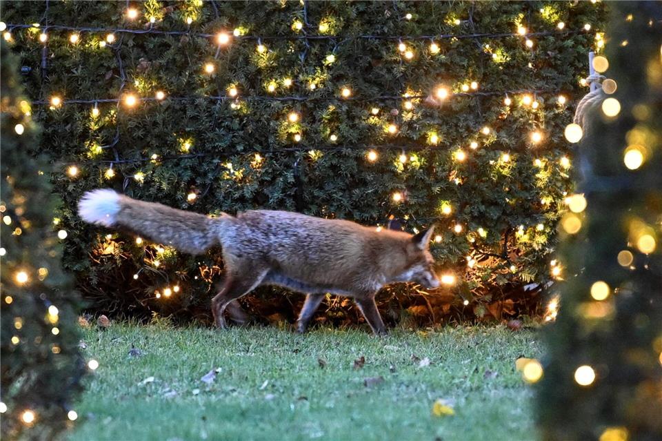 Füchse haben im Winter FrühlingsgefühleBritta Pedersen/dpa