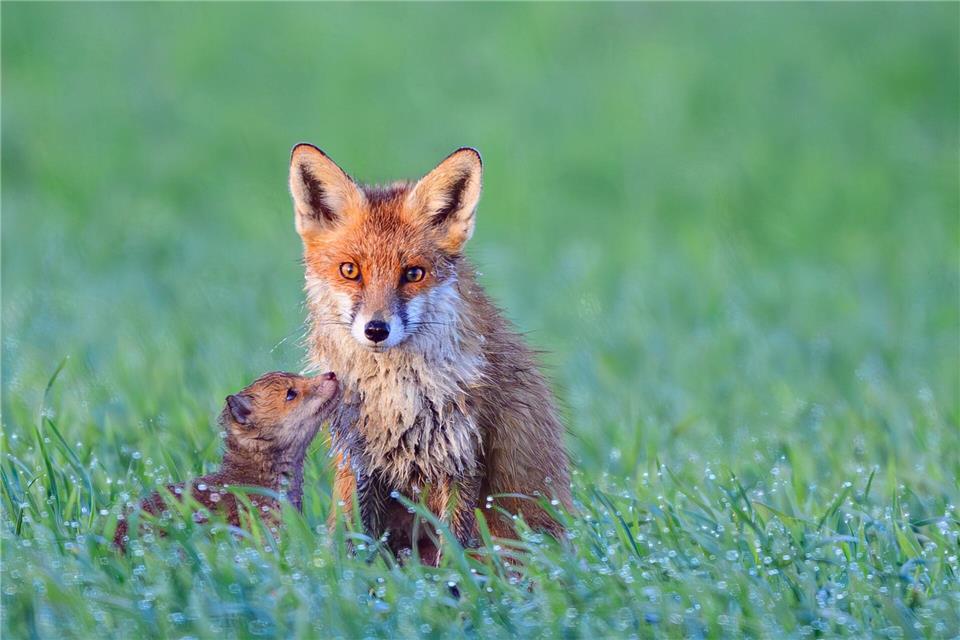Füchse im MorgentauPatrick Pleul/dpa