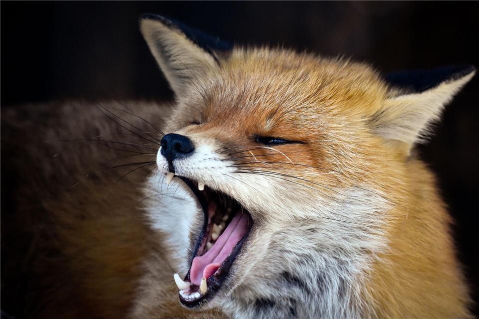 Füchse sind in Berlin weit verbreitet (Symbolbild)picture alliance / ZB