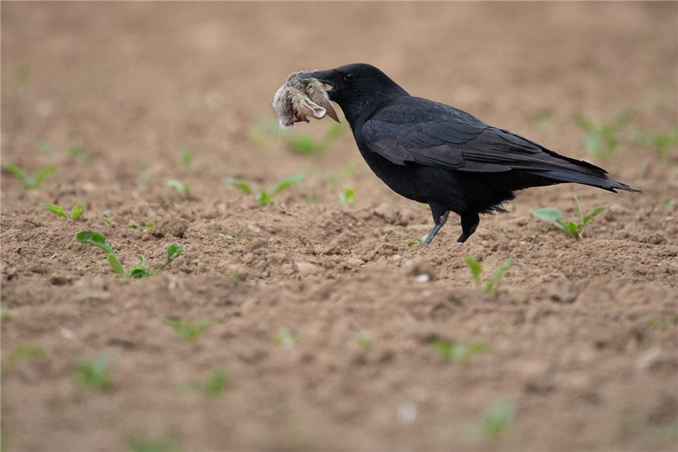 Füchse und Waschbären zählen zu den wichtigsten Fressfeinden der Mümmler. Auf diesem Foto hatte ein Langohr gegen eine Krähe das Nachsehen. (Symbolbild)Sebastian Gollnow/dpa