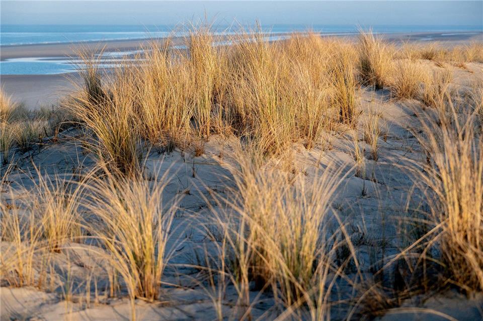 Fünf Männer und eine Frau hatten sich um das Bürgermeisteramt auf der Insel Wangerooge beworben. (Archivbild)Hauke-Christian Dittrich/dpa