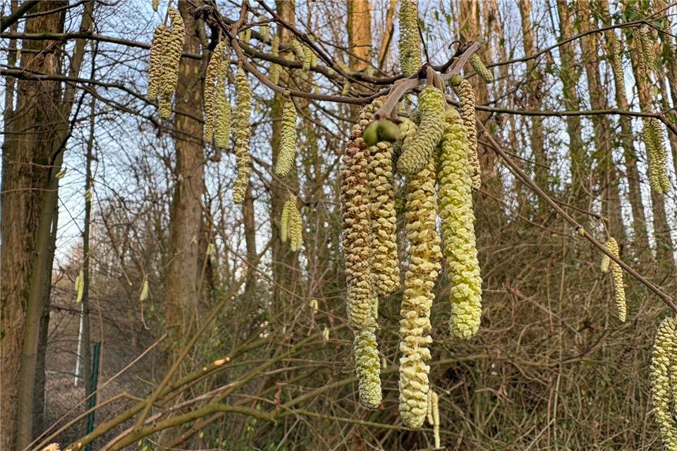 Für Allergiker geht die Belastung durch Haselpollen jetzt im Januar richtig los.Marc Herwig/dpa