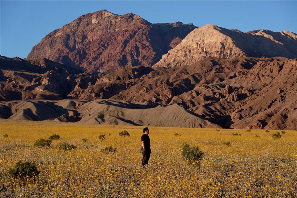 Für Auge und Nase eine Wohltat: Das sonst so trockene und heiße Death Valley im Westen der USA schimmert derzeit in den Farben verschiedener Wildblüten.John Locher/AP/dpa