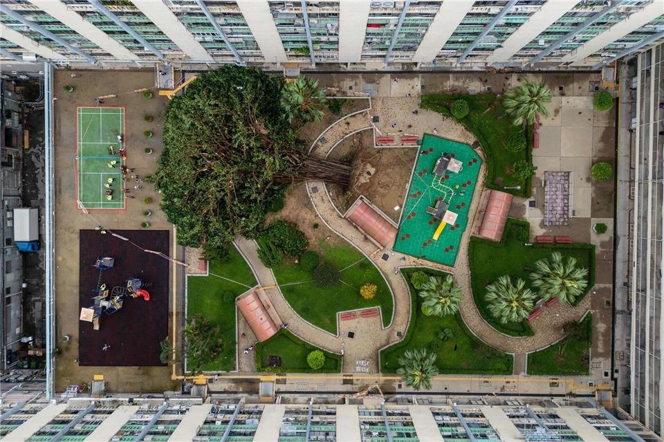 Für Bäume einfach umwerfend: Taifun „Ragasa“ hat in Hongkong in einer Wohnsiedlung gewütet und ein Baum ist umgestürzt.Vernon Yuen/Nexpher via ZUMA Press Wire/dpa