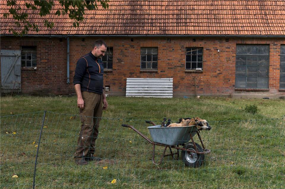 Für Landwirt Janz ist klar, dass seine Schafe von einem Wolf gerissen wurden.Marcus Golejewski/dpa