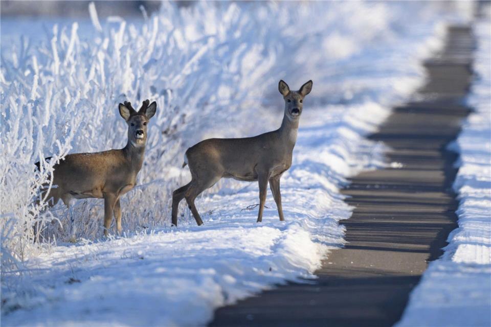 Für Rehwild können der harte Schnee und Eisschichten gefährlich werden. (Archivbild)Patrick Pleul/dpa