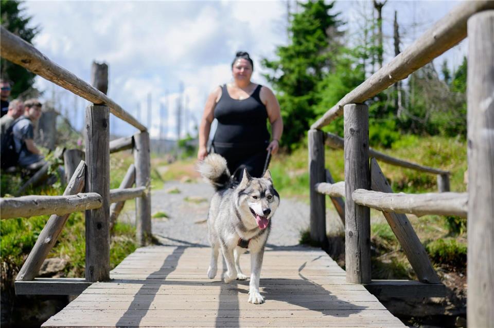 Für Wanderinnen und Wanderer im Harz gibt es einen neuen Anreiz Hunde mitzunehmen. Julian Stratenschulte/dpa