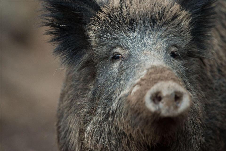 Für Wildschweine endet eine Ansteckung mit der Afrikanische Schweinepest meist tödlich. (Symbolbild)Lino Mirgeler/dpa