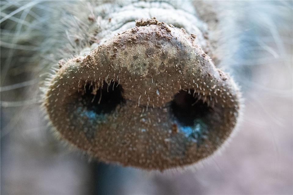Für Wildschweine verläuft die Seuche tödlich. (Symbolbild)Lino Mirgeler/dpa