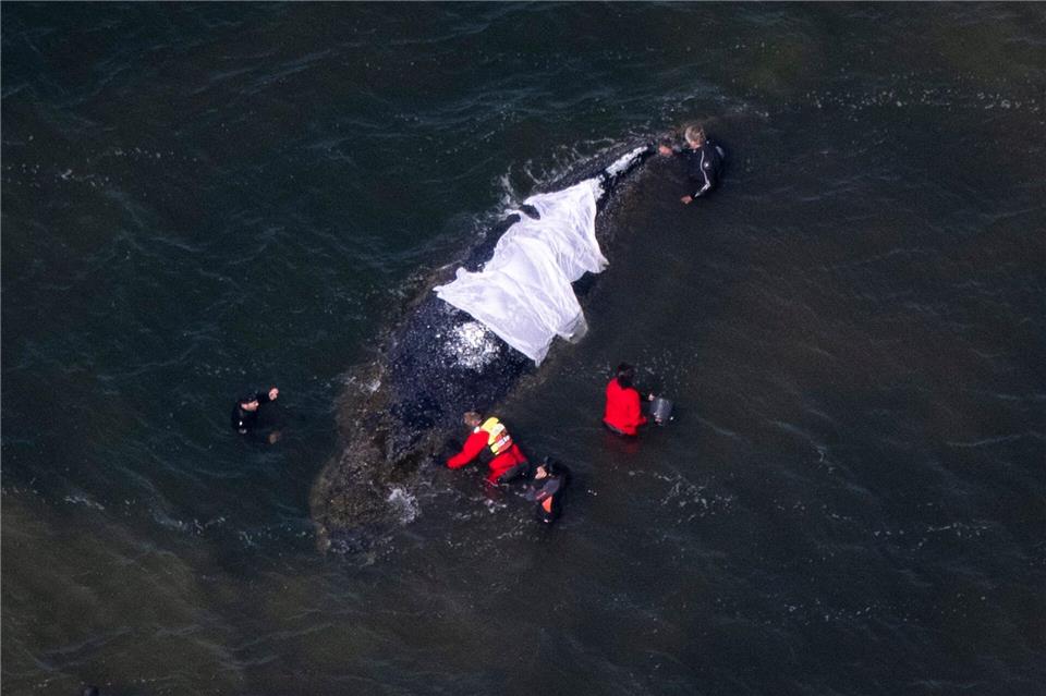 Für Wildtiere bedeute jede Annäherung Stress, betonen Experten.Philip Dulian/dpa