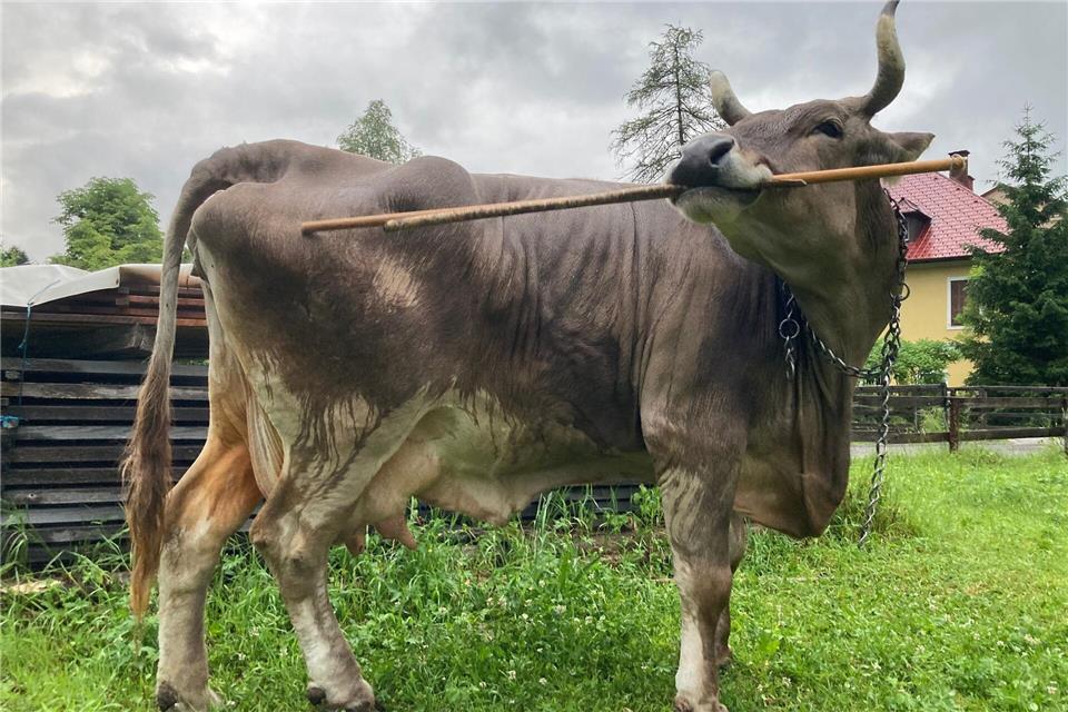 Für das Forschungsteam ist es der erste wissenschaftliche Nachweis einer solchen Art von Werkzeugnutzung.Antonio Osuna Mascaró/Veterinärmedizinische Universität Wien/dpa