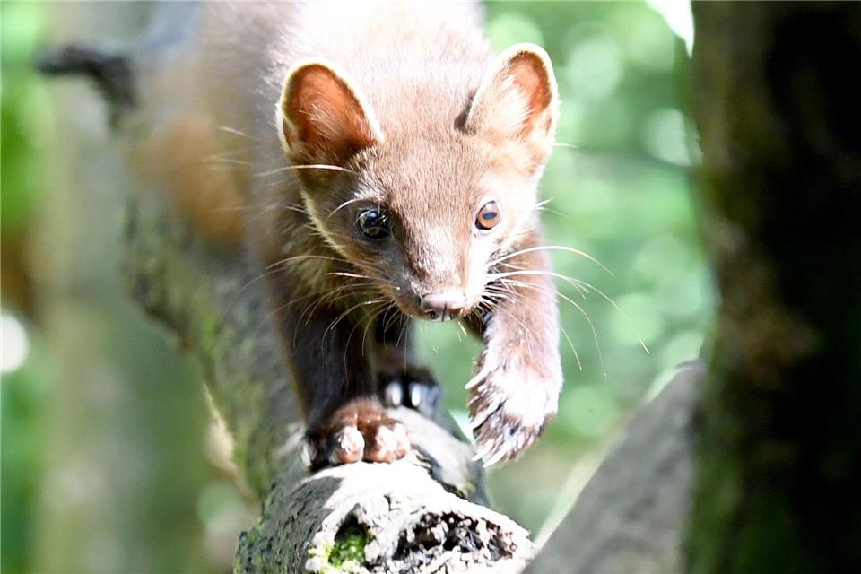 Für den Bestand des Baummarders in Hessen sehen die Prognosen nach der Einschätzung von Experten langfristig schlecht aus. (Archivbild)Carsten Rehder/dpa