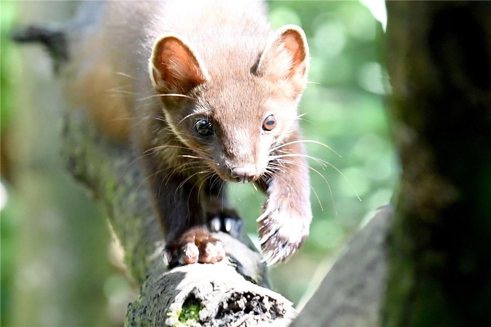 Für den Bestand des Baummarders in Hessen sehen die Prognosen nach der Einschätzung von Experten langfristig schlecht aus. (Archivbild)Carsten Rehder/dpa