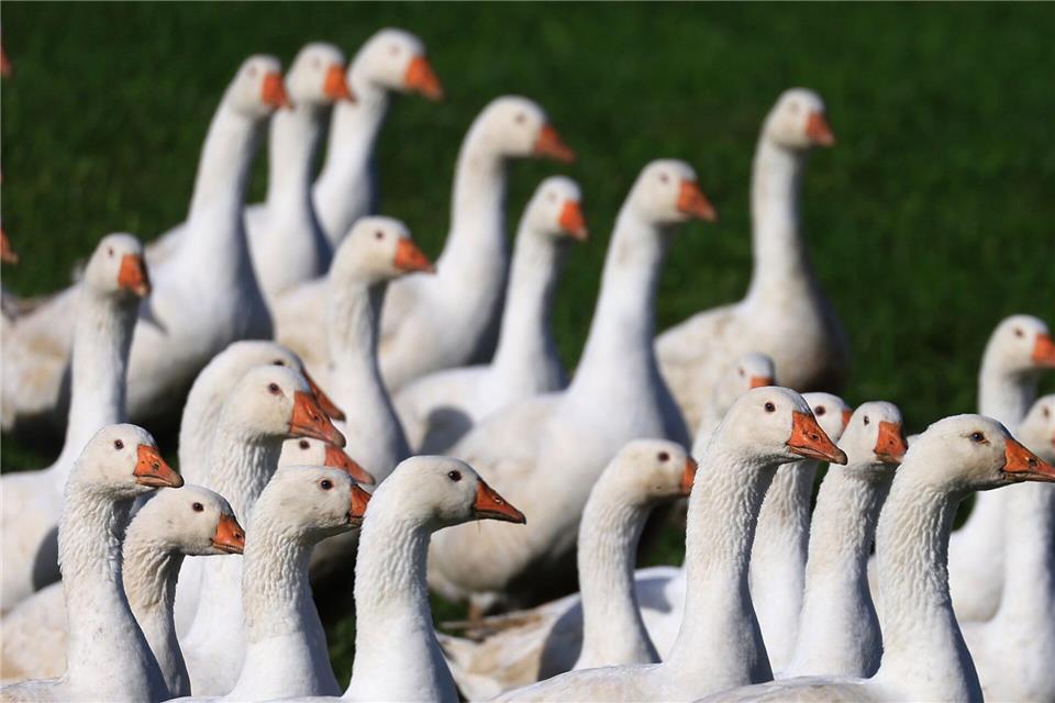 Für den Gänsebraten zum Martinsfest müssen Verbraucher in diesem Jahr wohl vielerorts mehr berappen. (Archivbild)Karl-Josef Hildenbrand/dpa