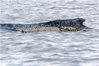 Für den Wal scheint es keine Hoffnung mehr zu geben.Bodo Marks/dpa