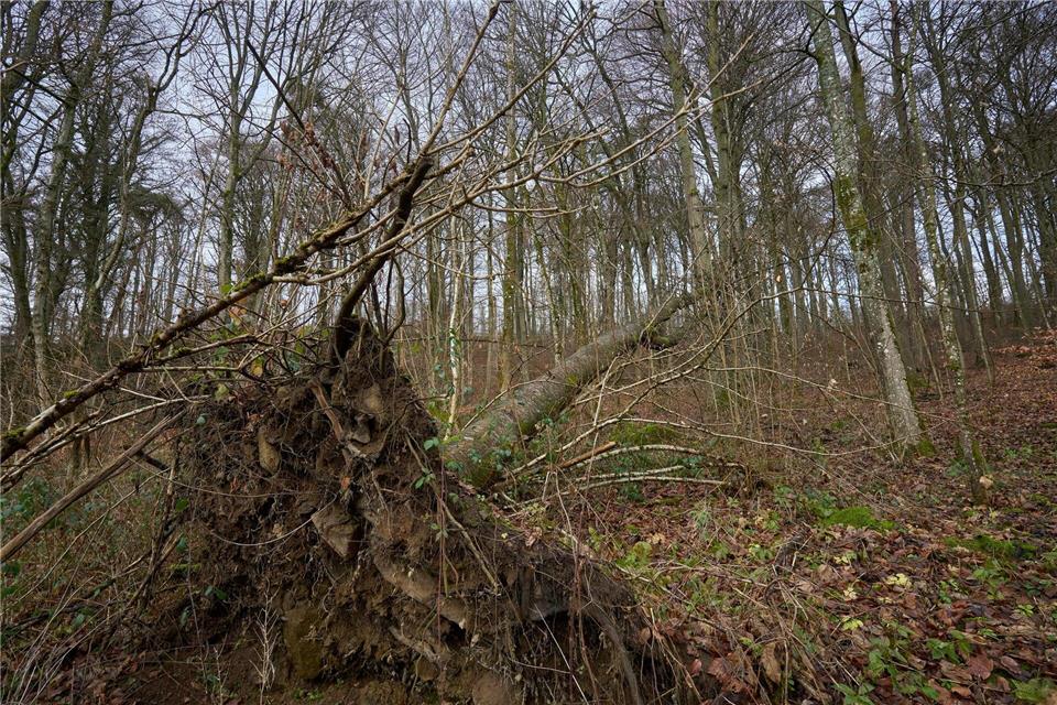 Für den Waldzustandsbericht werden jährlich die gleichen Bäume untersucht.Sascha Ditscher/dpa