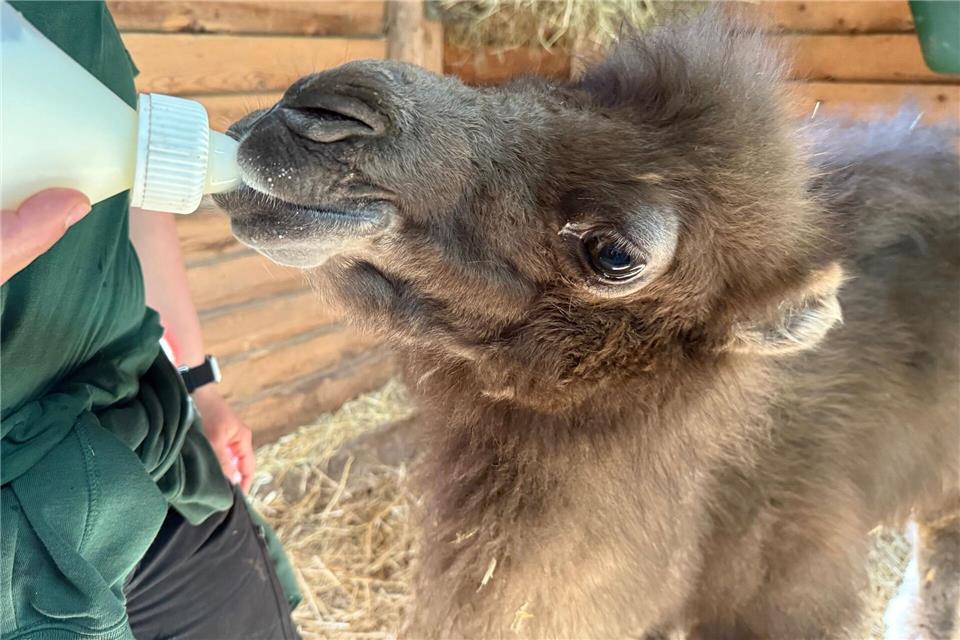 Für den Zoo ist es der erste Trampeltier-Nachwuchs seit 2009.Marieke Groß/Neunkircher Zoo/dpa