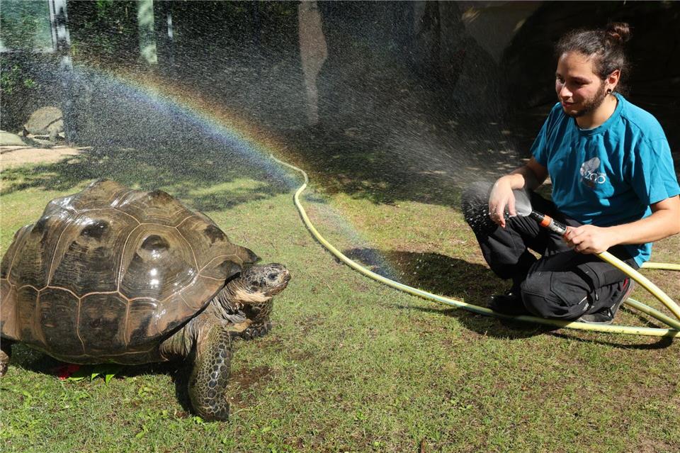 Für die 31-jährige Schildkrötendame „Isabela“ ist die tägliche Dusche eine willkommene Erfrischung. Bernd Wüstneck/dpa