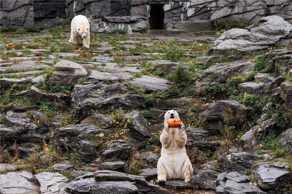 Halloween-Snack für Tonja und Hertha: Kürbis mit Honigmelone  Für die Eisbären gab es Kürbis mit Honigmelone in Fischöl.Carsten Koall/dpa
