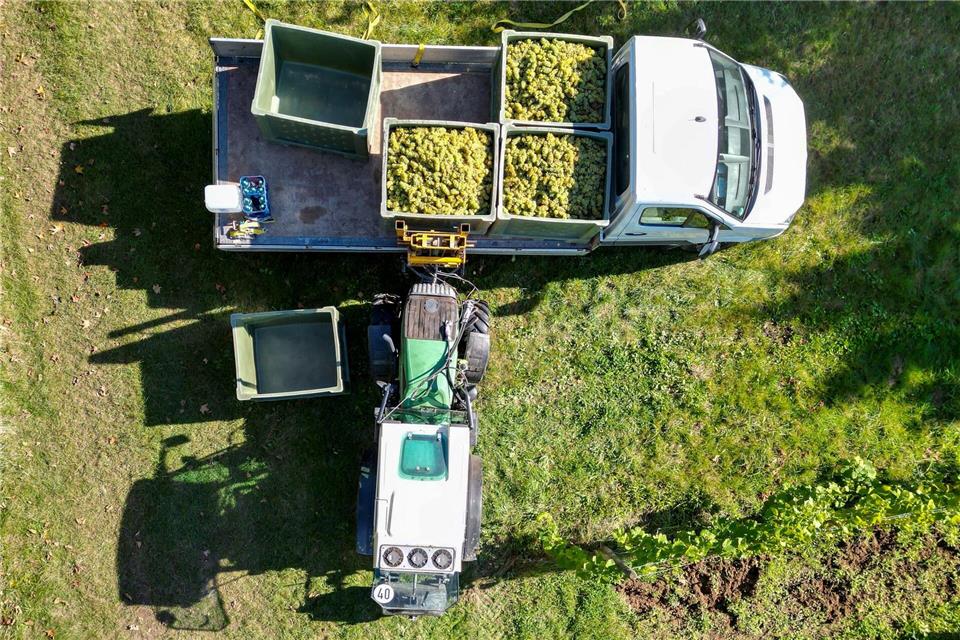 Ernte auf Landesweingut in vollem Gange Für die Ernte wird das Landesweingut von Arbeiterinnen und Arbeitern aus Rumänien unterstützt.Hendrik Schmidt/dpa