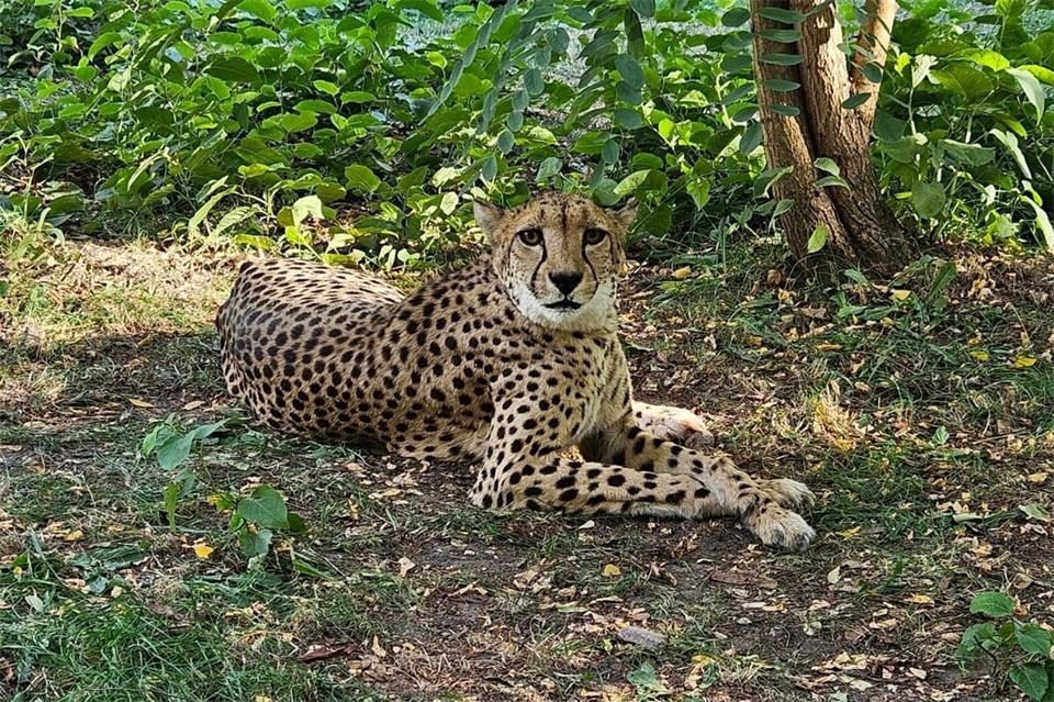 Für die Gepardin ging es von Leipzig nach Saarbrücken. -/Zoo Saarbrücken/dpa