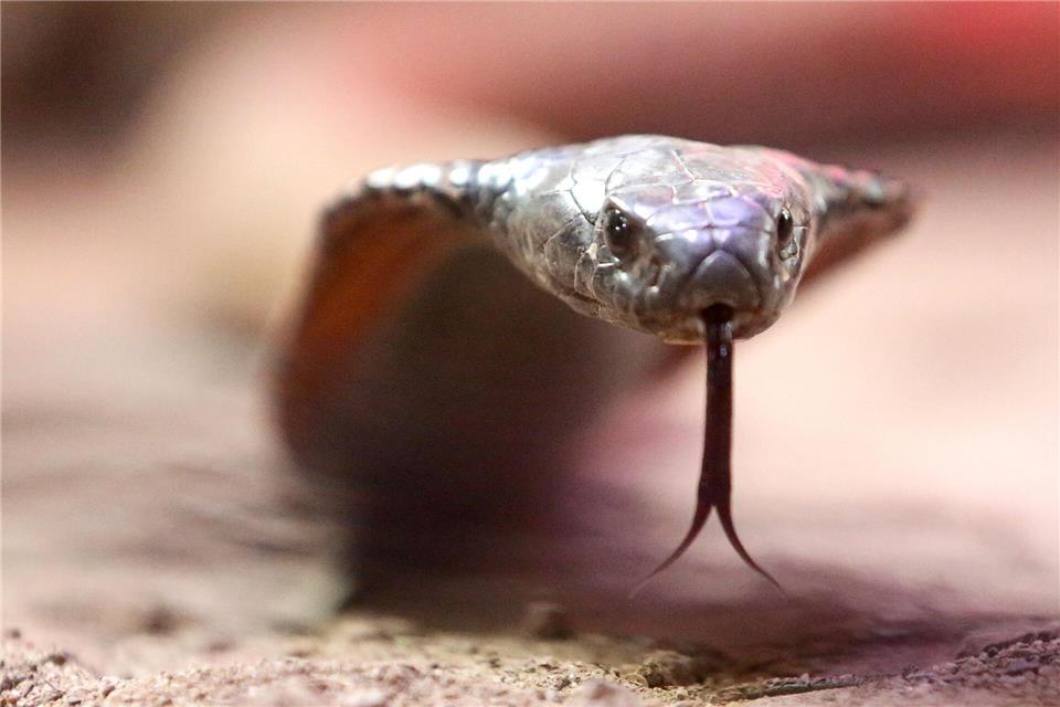 Für die Haltung gefährlicher Tiere gelten in Hessen Ausnahmegenehmigungen. (Symbolbild)Roland Weihrauch/dpa
