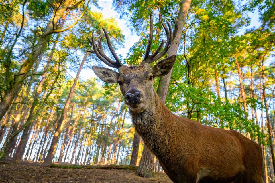 Hirsche am Limit - Brunftzeit im Wildpark gestartet Für die Hirsche beginnt mit der Brunft eine kräftezehrende Zeit.Patrick Pleul/dpa