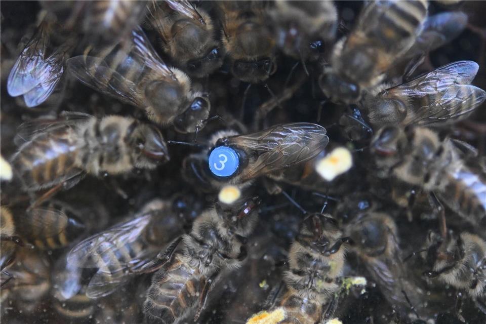 Für die Honigbienen kommt es nun darauf an, mit ausreichend Vorräten in die kalte Jahreszeit zu starten. (Archivbild)Arne Dedert/dpa