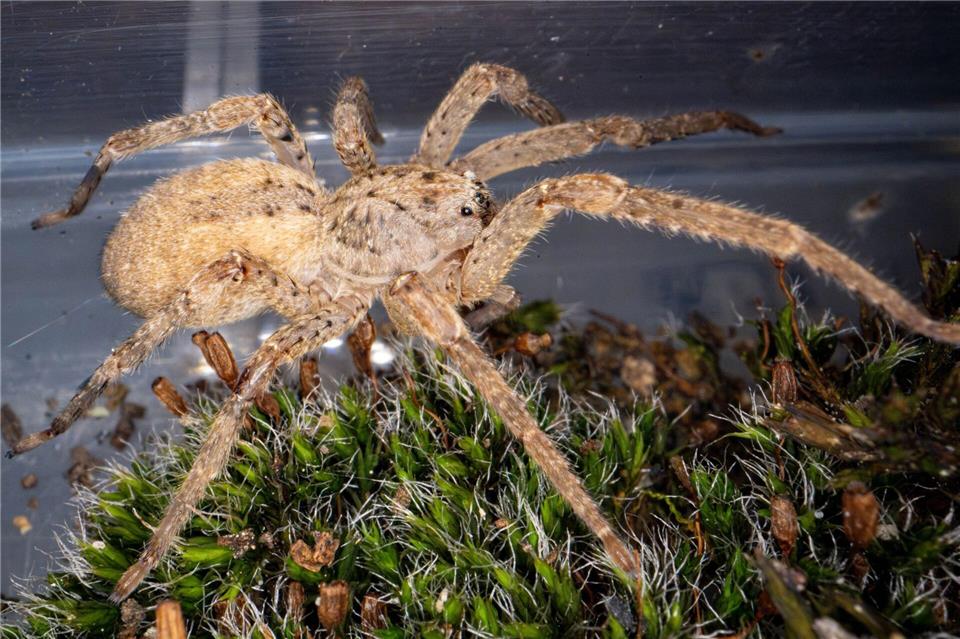Für die Nosferatu-Spinne gibt es inzwischen auch in Sachsen mehrere Sichtungen. (Archivbild)Benjamin Westhoff/dpa