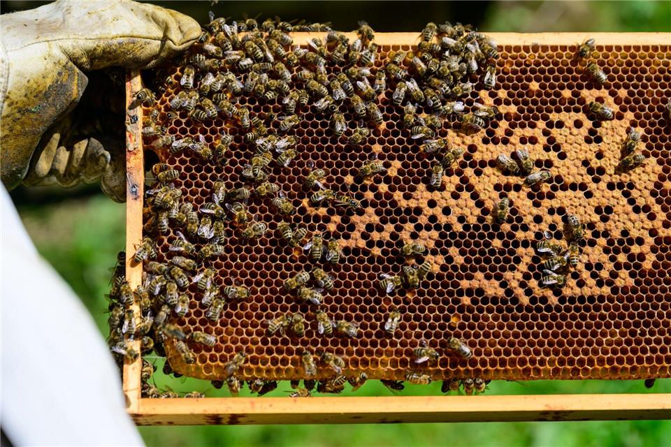 Für die Wissensvermittlung an Nachwuchs-Imker, aber auch für die Bekämpfung von Bienen-Krankheiten erhalten Imkereien in Thüringen bis zu 1.500 Euro jährlich. (Symbolfoto)Philipp Schulze/dpa