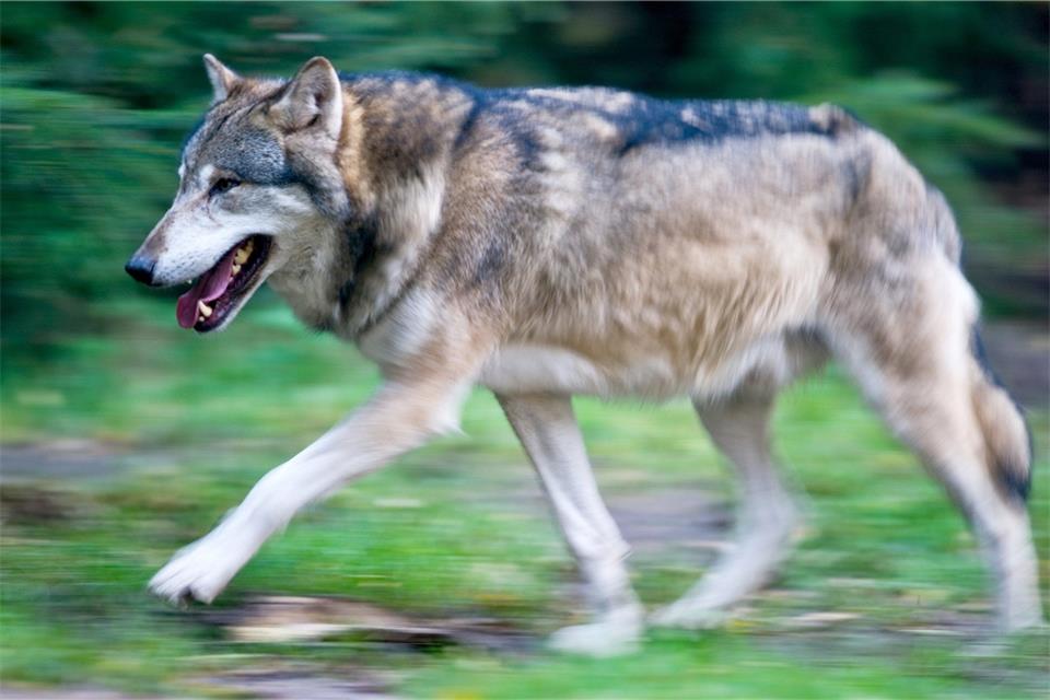 Für die Wolfsverordnung des Landes hat es bislang ganz überwiegend Kritik gegeben.