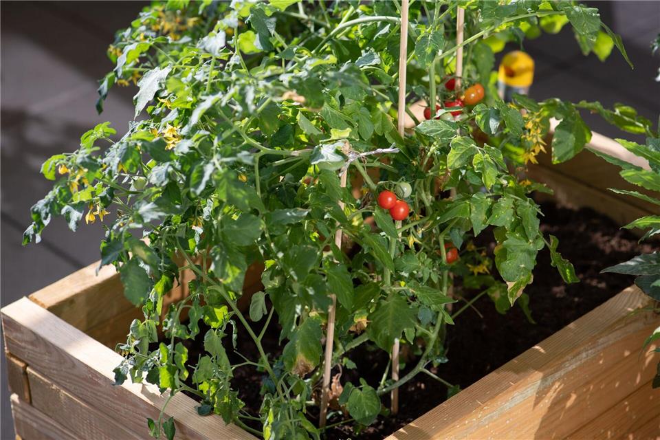 Für die eigene Ernte: Blumen, Gemüse und ein kleiner Kräutergarten sind erlaubt, und für Bohnen dürfen Mieter auch ein Rankgitter aufstellen.Andrea Warnecke/dpa-tmn