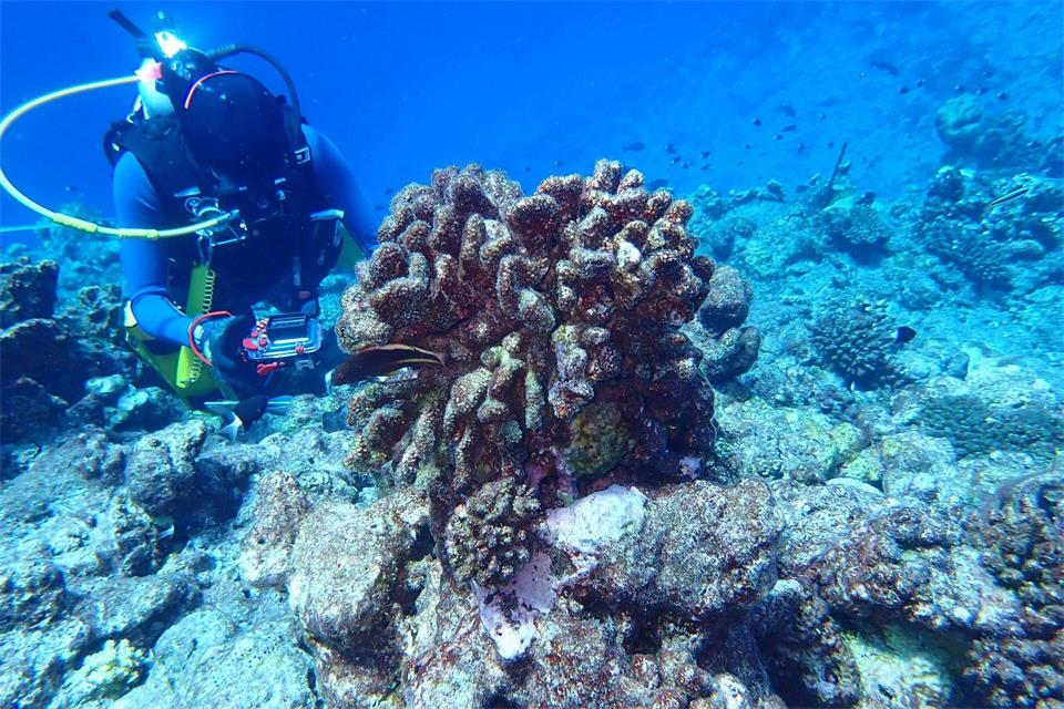 Für die globale Bestandsaufnahme wurden mehr als 21 Millionen Beobachtungen von mehr als 36.800 Riff-Standorten ausgewertet.James Gilmour/AIMS (Australian Institute of Marine Science)/dpa