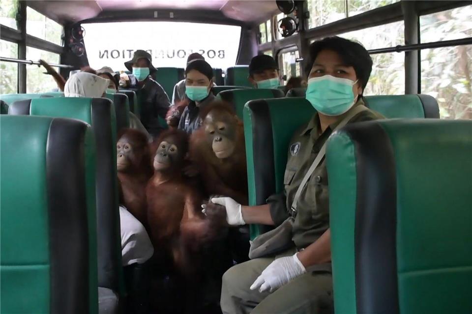 Für die meisten Waldschüler war der Umzug sehr aufregend.-/Bos Foundation/dpa