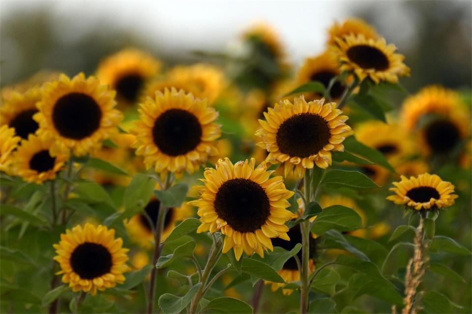 Für die nächsten Tage wird in NRW mildes Herbstwetter vorausgesagt. (Symbolbild)Federico Gambarini/dpa