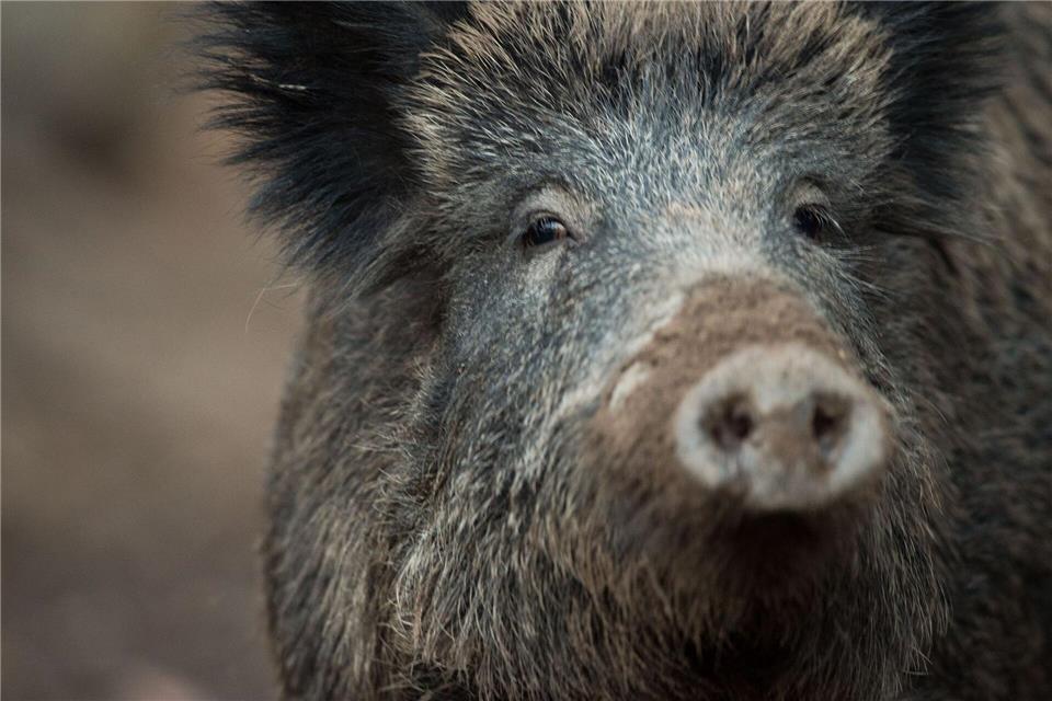 Für die neun Wildschweine gab es keine Rettung. (Symbolbild)Lino Mirgeler/dpa