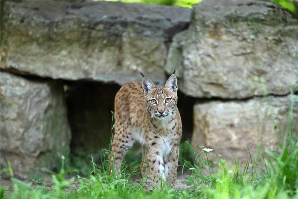 Für ein Artenschutzprojekt soll Ende August ein weiterer Luchs im Thüringer Wald ausgewildert werden. (Archivbild) Martin Schutt/dpa