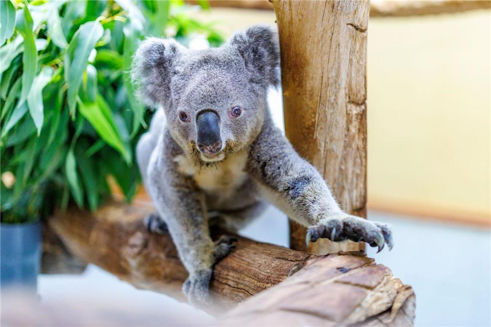 Für ein Koala-Männchen war Irwin hochbetagt. Im Alter von 17 Jahren musste er eingeschläfert werden. (Archivbild)Christoph Reichwein/dpa