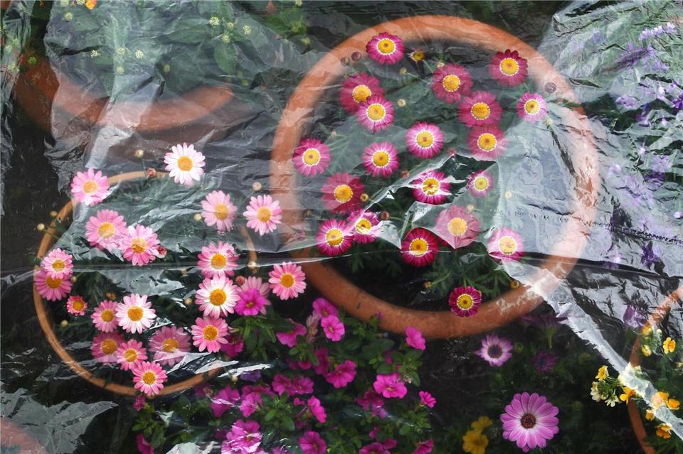 Für eine frostige Nacht lassen sich Topfpflanzen noch mal warm einpacken.Karl-Josef Hildenbrand/dpa/dpa-tmn