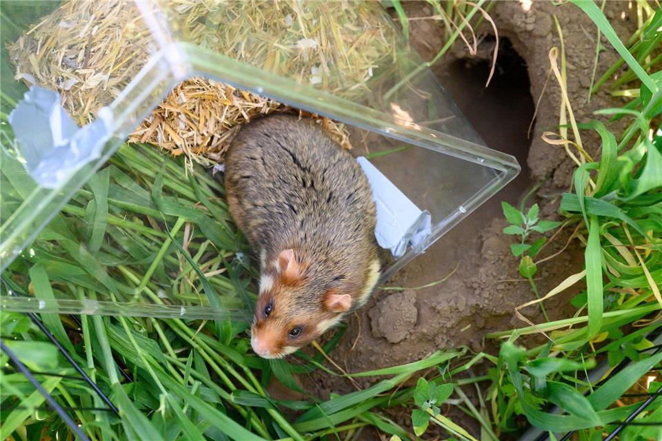 Bedrohte Feldhamster in Göttingen ausgewildert  Für einen leichteren Start wurde für die Tiere ein etwa 80 Zentimeter tiefes Schlupfloch gebohrt.Swen Pförtner/dpa