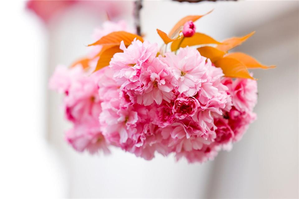 Für einige Wochen im Frühjahr blühen die Kirschblüten.Thomas Banneyer/dpa