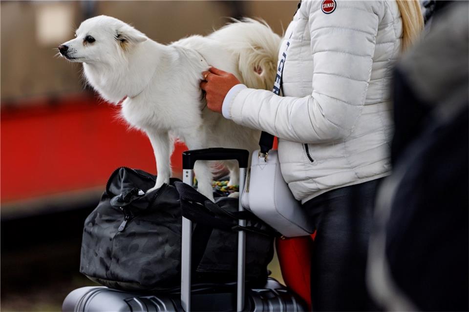 Für größere Hunde wird die Hälfte des Fahrpreises eines normalen Tickets fällig.