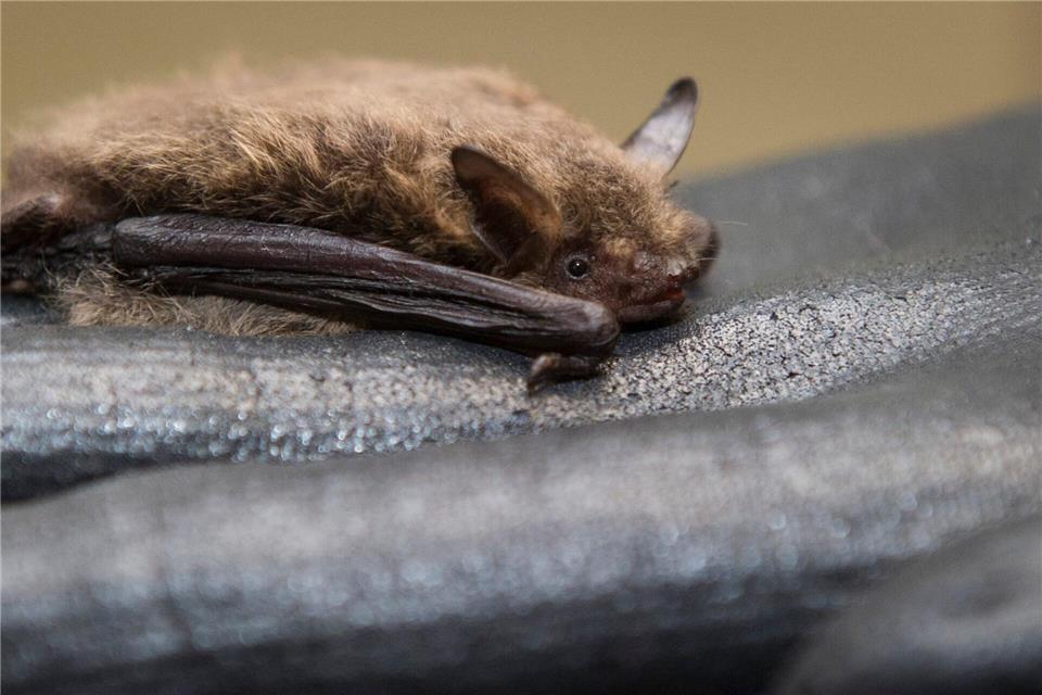 Für ihren Winterschlaf ziehen sich manche Fledermäuse gerne in Holzstapel zurück.Ole Spata/dpa/dpa-tmn